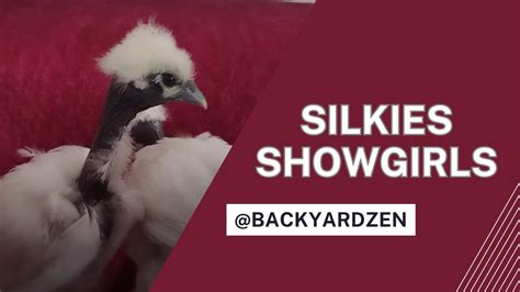 Silkies Showgirls Exquisite Elegance And Fluffy Fascination On Display