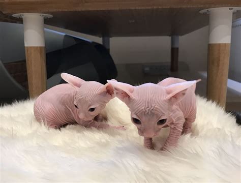 Sphynx Cats For Sale Chicago Il Petzlover