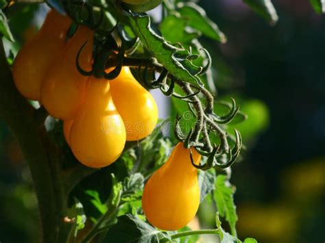 Growing Yellow Pear Tomatoes In Afternoon Light Stock Image Image Of