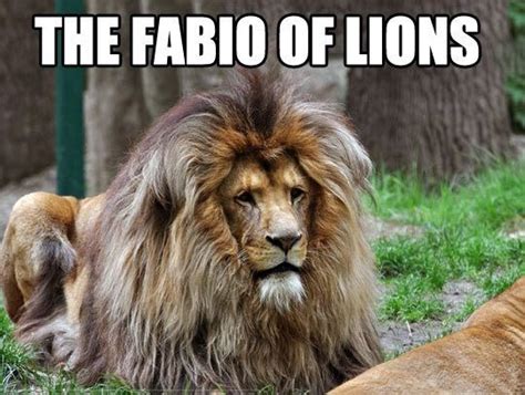 What we have now that we didn't have when the original lion king was released in 1994 are memes. 19 Funny Lion Meme That Make You Laugh All Day | MemesBoy