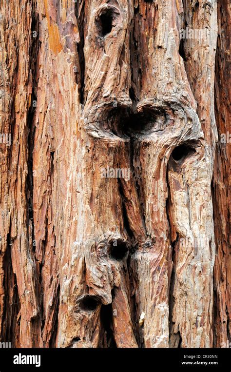 Bark Of A Giant Sequoia Or Sierra Redwood Sequoiadendron Giganteum In