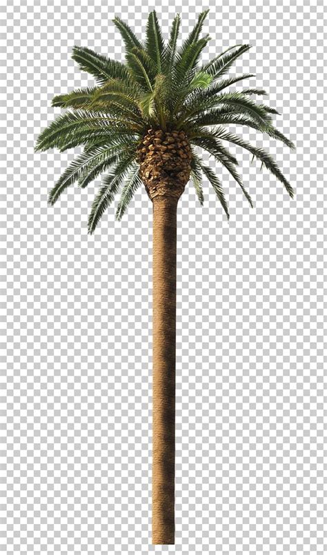 Date Palm Arecaceae Coconut Tree Frond Png Free Download Artofit