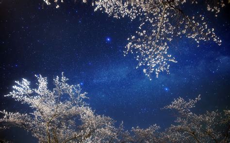 Wallpaper Night Tree Flowers Sky Stars 2880x1800 Hd Picture Image