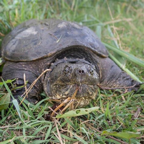 How To Pick Up A Snapping Turtle All Turtles