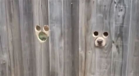 Owner Creates Genius Dog Sized Holes In Fence So Her Pups Can Watch