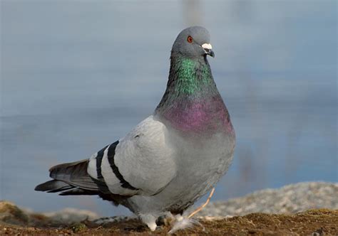 Kumpulan gambar burung yang cantik dan mengagumkan. Daftar Harga Burung Dara Terbaru September 2020 Terlengkap