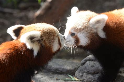 Red Panda Cute Panda Love Animals Kissing National Kissing Day Vida