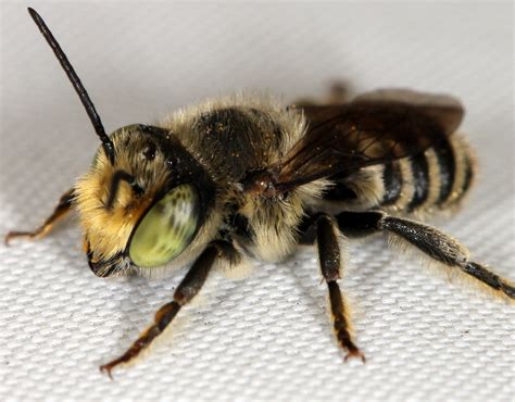 Pollination — Invertebrate Behaviour And Ecology Lab
