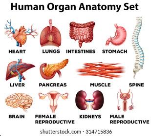 Science has finally ranked the places she gets the most pleasure. Female Organ Pictures Images, Stock Photos & Vectors | Shutterstock