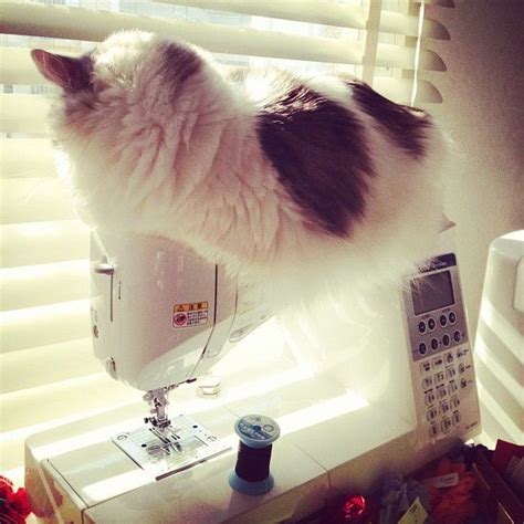 Cat On My Swing Machine Cat Cat Sewing Sewing Cute Cats