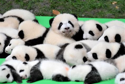 23 Panda Cubs On Display In Chengdu Shanghai Daily