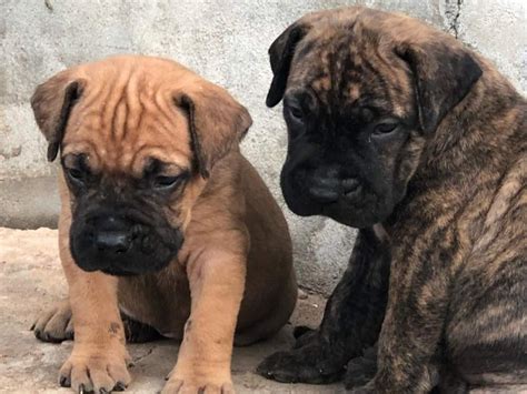 Boerboel Puppy For Sale In Lagos