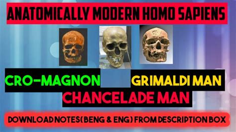 ANATOMICALLY MODERN HUMANS Cro Magnon Grimaldi Man Chancelade Man