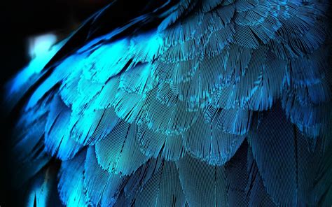 Blue Feather Wallpapers Top Free Blue Feather Backgrounds