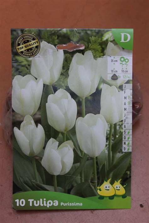 Tulipes Purissima X Jardi Pradel Jardinerie Et Fleuriste