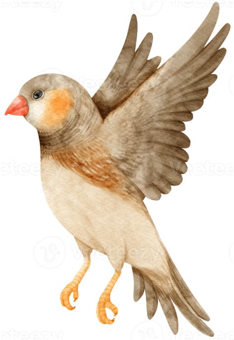 Watercolor Zebra Finches Bird Illustration 9373322 Png