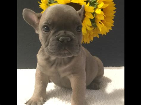 Maybe you would like to learn more about one of these? Miami Frenchies - French Bulldog Puppies for Sale