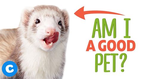 Are Ferrets Good Pets For 10 Year Olds Pets Retro