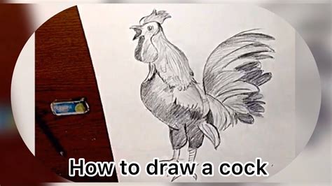 How To Draw Cock Easy Pencil Sketch For Upcoming Artist YouTube