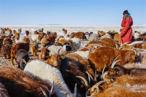 In Mongolia Herders Teenage Son Tends Livestock