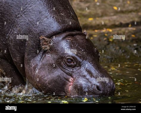 A Pygmy Hippo Hexaprotodon Liberiensis Standing In Water It Is Far