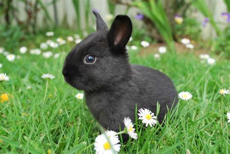 Gallery For Cute Black Baby Bunnies Bunny Love Cute Black Babies