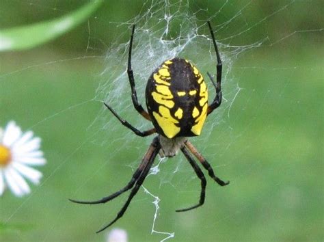 Argiope Aurantia Yellow Garden Spider Black And Yellow Garden Spider
