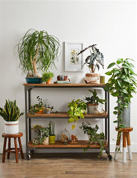 Best Indoor Potted Plant Arrangement Ideas Gardenideazcom