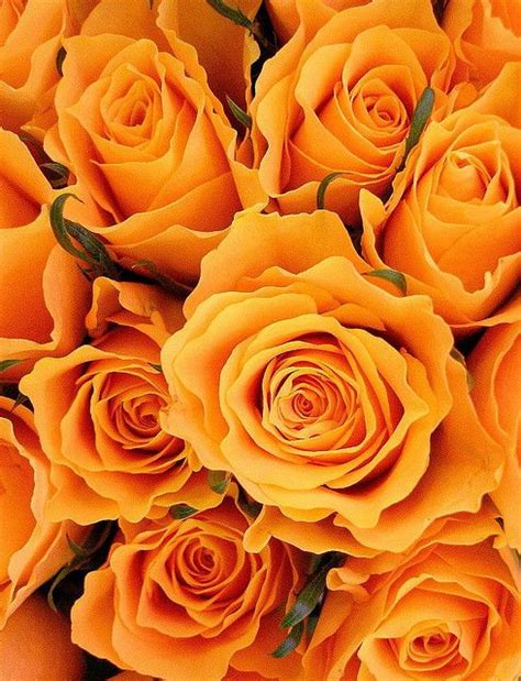Top 100 Orange Roses Background Images And Wallpapers