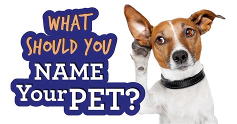 What Should You Name Your Pet Question 16 A Pet Name That People