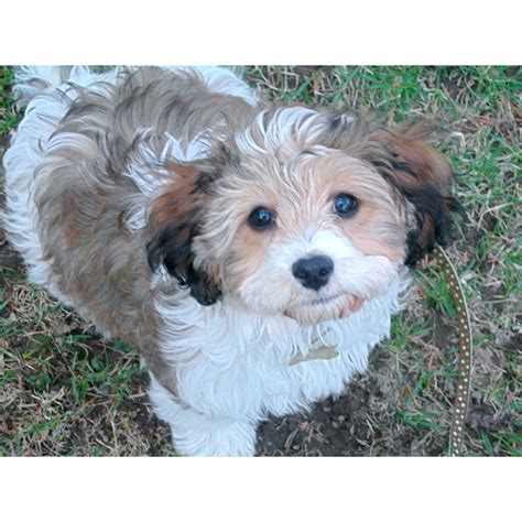 Cavachon puppies are small, happy, and fun dogs perfect for small home environments or owners with allergy concerns. Puppies for sale - Cavachon, Cavachons - ##f_category## in ...
