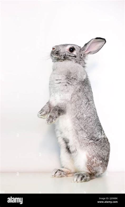 Bunny Standing On Hind Legs Hi Res Stock Photography And Images Alamy