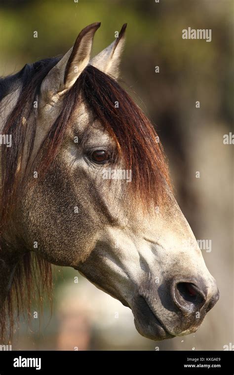 Buckskin Lusitano Stallion Headshot Stock Photo Alamy