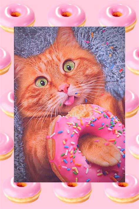 Donuts Cat Wallpaper Donut Cat Cat Wallpaper Cat Memes