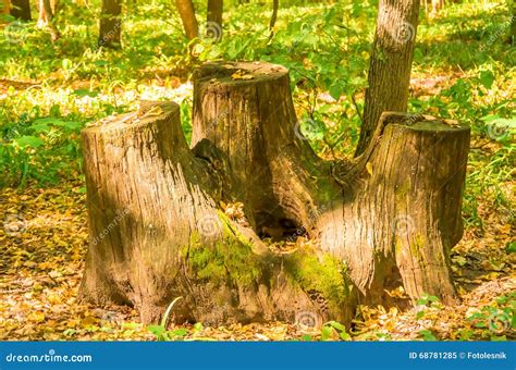 Old Stump Forest Stock Image Image Of Tree Bark Wooden 68781285