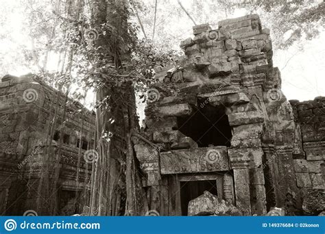 Ancient Dilapidated Buildings In The Rainforest Trees Grow Near