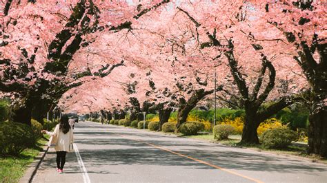 Les Meilleurs Endroits Pour Voir Les Cerisiers En Fleurs Au Japon