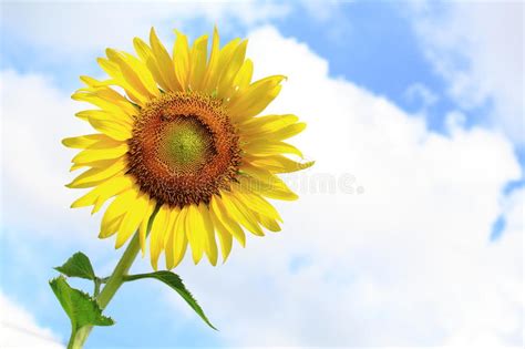 Sunflower Blooming Under Blue Sky Stock Image Image Of Outdoor