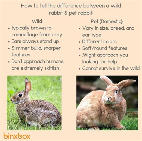 A Good Visual For Identifying Domestic Rabbits Vs Wild Rabbits
