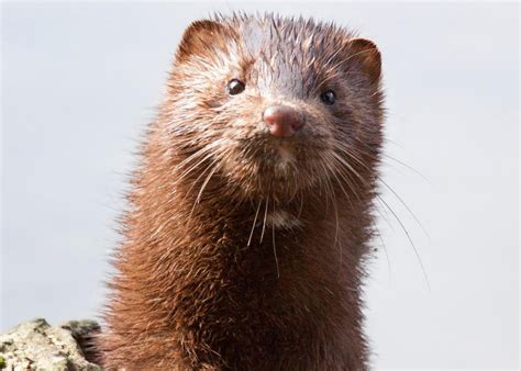Thousands Of Minks Die After Being Set Free