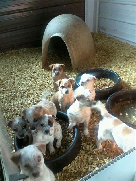 We have currently five female blue heeler puppies for sale. Australian Red Heeler Puppies For Sale | Mount Gilead, OH ...