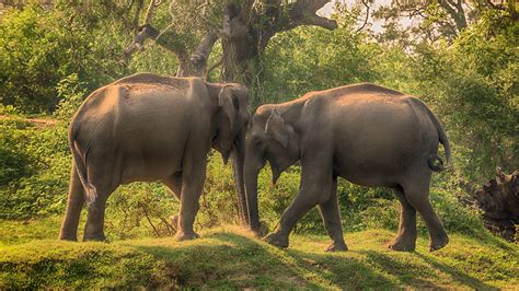 Wallpaper Elephants Sri Lanka Yala National Park 2 Parks 2560x1440