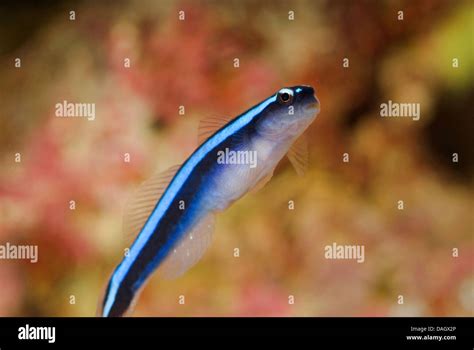 Neon Goby Elacatinus Oceanops Gobiosoma Oceanops Swimming In Free