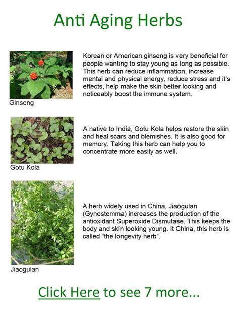 Anti Aging Herbs Herbs List Anti Aging Herbs Herbs Healing Herbs