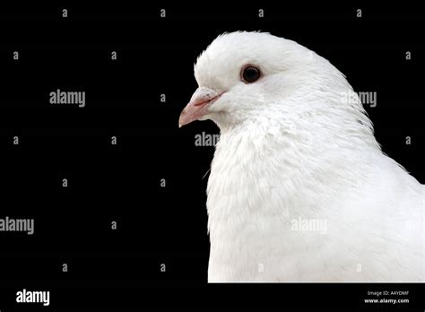 White Pigeon Or Dove Stock Photo Alamy