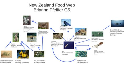 The soil food web consists of the minute organisms that live in your soil, such as nematodes, bacteria, fungi, microfauna, and more. New Zealand Food Web by Brianna Pfeiffer