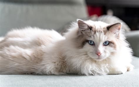 Ragdolls In Singapore Traits Care Tips And Faqs Fun Facts
