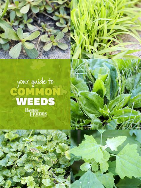 Weeds can take any form and can vary depending on. Weed Identification Guide