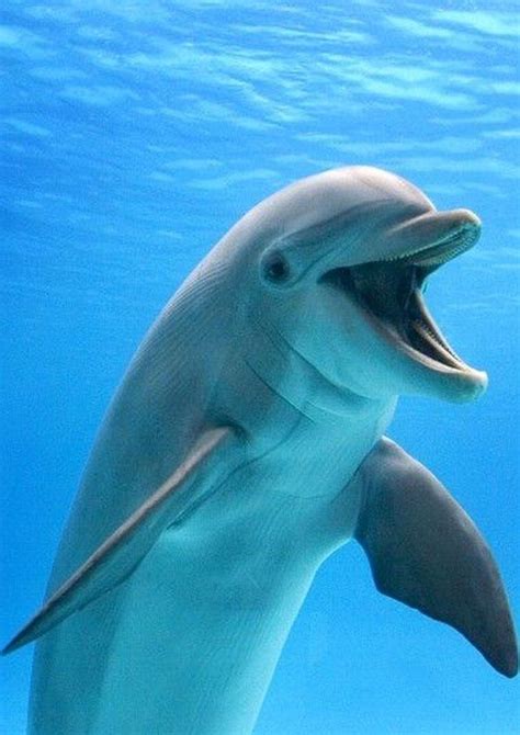 Dolphin Laughing Animals Marine Animals Bottlenose Dolphin