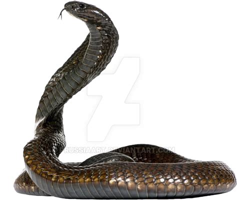 Download Cobra Snake On A Transparent Background By Prussiaart Dasxw4g
